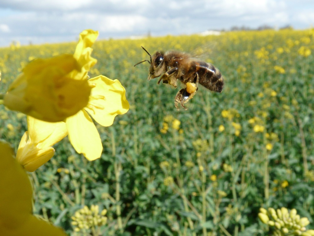 Abeille (apis mellifera) sur fleur de colza, pollinisateur - Crédit photo   FloraCB