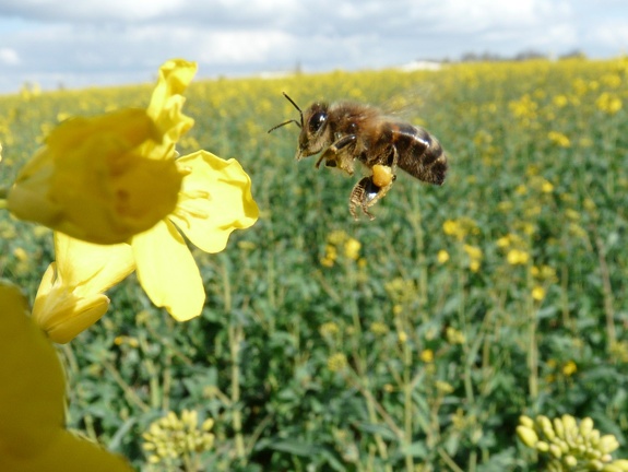 Abeille (apis mellifera) sur fleur de colza, pollinisateur - Crédit photo   FloraCB