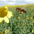 Abeille (apis mellifera) sur fleur de colza, pollinisateur - Crédit photo _ FloraCB.jpg