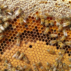 Abeilles, couvain, larves, miel, pollen - Crédit photo  @RuchersduBorn