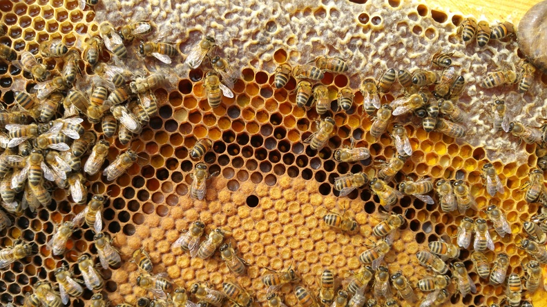 Abeilles, couvain, larves, miel, pollen - Crédit photo_ @RuchersduBorn.jpg