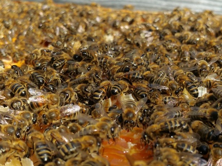 Abeilles, dans la ruche, au coeur de l essaim, apiculture - Crédit photo  @RuchersduBorn