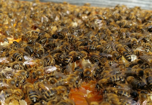 Abeilles, dans la ruche, au coeur de l essaim, apiculture - Crédit photo  @RuchersduBorn