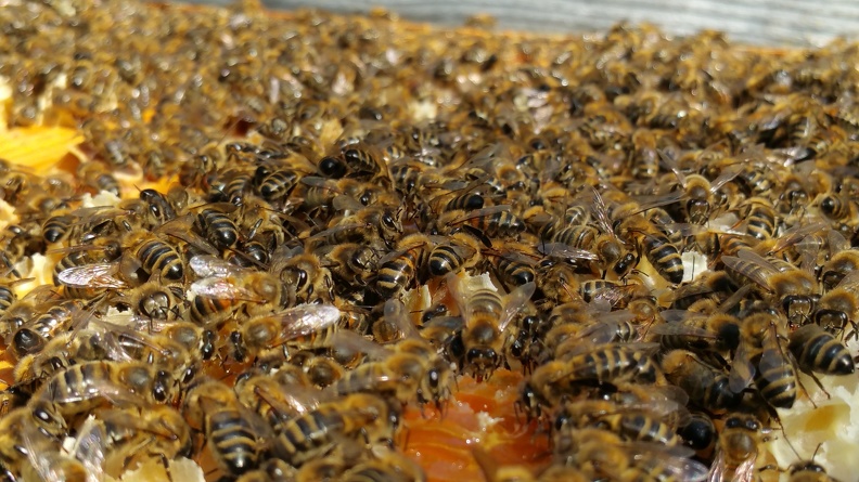Abeilles, dans la ruche, au coeur de l_essaim, apiculture - Crédit photo_ @RuchersduBorn.jpg