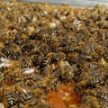 Abeilles, dans la ruche, au coeur de l_essaim, apiculture - Crédit photo_ @RuchersduBorn.jpg