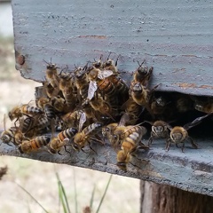 Abeilles, entrée de ruchette, apiculture - Crédit photo  @RuchersduBorn