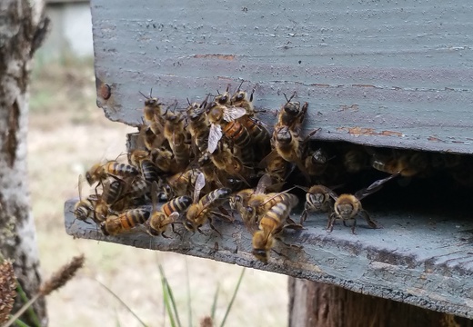 Abeilles, entrée de ruchette, apiculture - Crédit photo  @RuchersduBorn