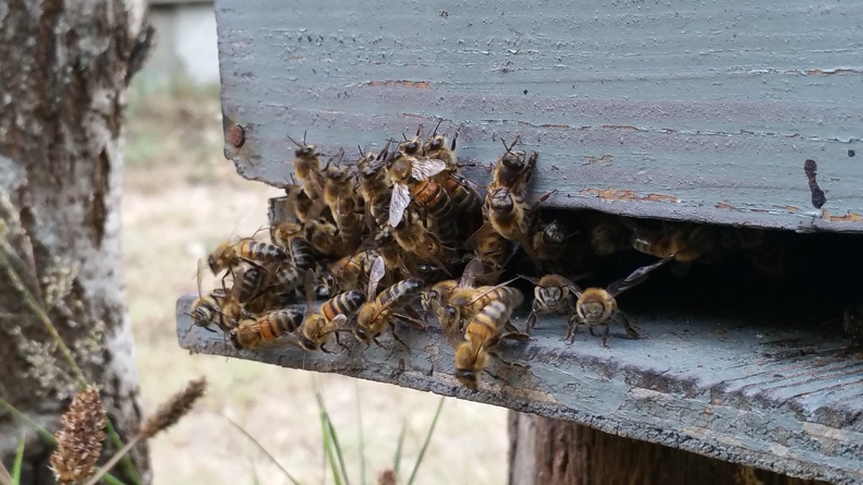 Abeilles, entrée de ruchette, apiculture - Crédit photo_ @RuchersduBorn.jpg