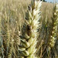 Accouplement de syrphes sur un épi de blé - Crédit photo   Flora CB