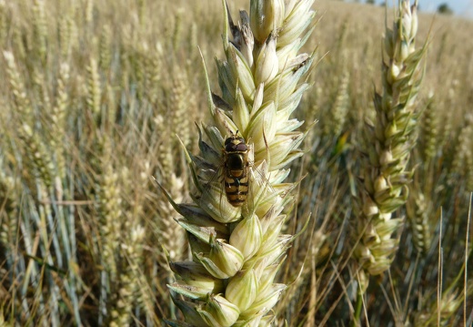 Accouplement de syrphes sur un épi de blé - Crédit photo   Flora CB