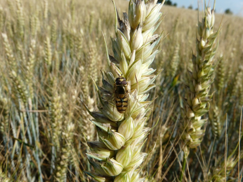 Accouplement de syrphes sur un épi de blé - Crédit photo _ Flora CB.JPG