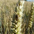 Accouplement de syrphes sur un épi de blé - Crédit photo _ Flora CB.JPG