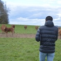Agriculteur, éleveur, Limousine, Bretagne, vache - Crédit photo  @HBonneau Terra