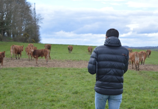 Agriculteur, éleveur, Limousine, Bretagne, vache - Crédit photo  @HBonneau Terra