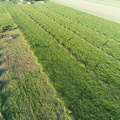 Agroforesterie et Elevage - pâturage tournant dynamique - Crédit photo _ Patrick C.jpg