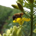 Andrène (Andrena sp) sur fleur de colza, pollinisateur, biodiversité - Crédit photo _FloraCB.JPG