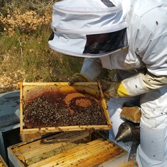 Apiculteur, ruche, cadre, abeille, couvain, visite de printemps - Crédit photo  @RuchersduBorn