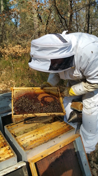 Apiculteur, ruche, cadre, abeille, couvain, visite de printemps - Crédit photo_ @RuchersduBorn.jpg