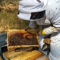 Apiculteur, ruche, cadre, abeille, couvain, visite de printemps - Crédit photo_ @RuchersduBorn.jpg