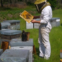 Apiculteur, ruches, enfumoir, cadre de ruche - Crédit photo  T. Mollet