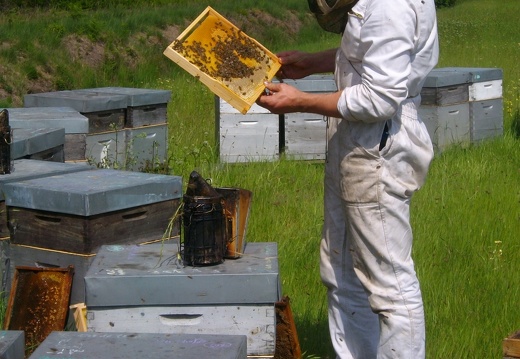Apiculteur, ruches, enfumoir, cadre de ruche - Crédit photo  T. Mollet
