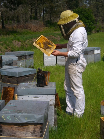 Apiculteur, ruches, enfumoir, cadre de ruche - Crédit photo_ T. Mollet.JPG