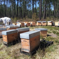 Apiculture, landes, ruchettes, ruches, apiculteur - Crédit photo  @RuchersduBorn