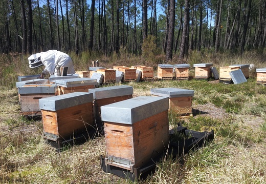 Apiculture, landes, ruchettes, ruches, apiculteur - Crédit photo  @RuchersduBorn