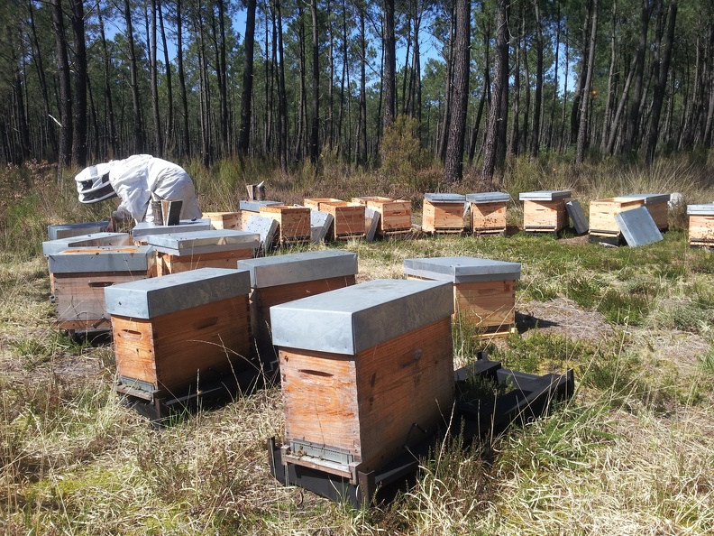 Apiculture, landes, ruchettes, ruches, apiculteur - Crédit photo_ @RuchersduBorn.jpg