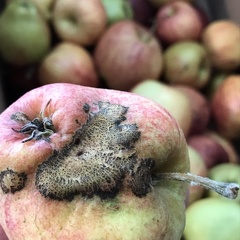 Attaque de tavelure (champignon) sur pomme, maladie - Crédit photo  @benj thi
