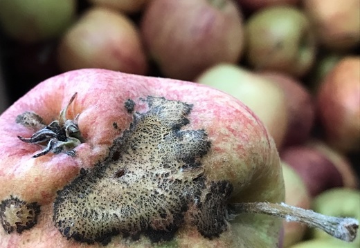 Attaque de tavelure (champignon) sur pomme, maladie - Crédit photo  @benj thi