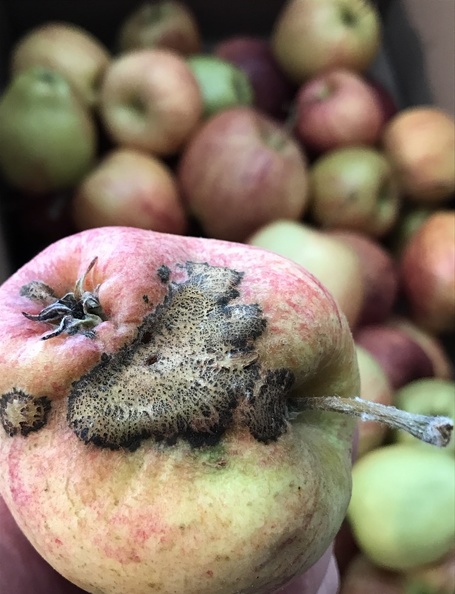Attaque de tavelure (champignon) sur pomme, maladie - Crédit photo_ @benj_thi.jpg