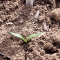 Betteraves à 2 feuilles pointantes, levée, semis, plantule - Crédit photo  @GuyotVincent02