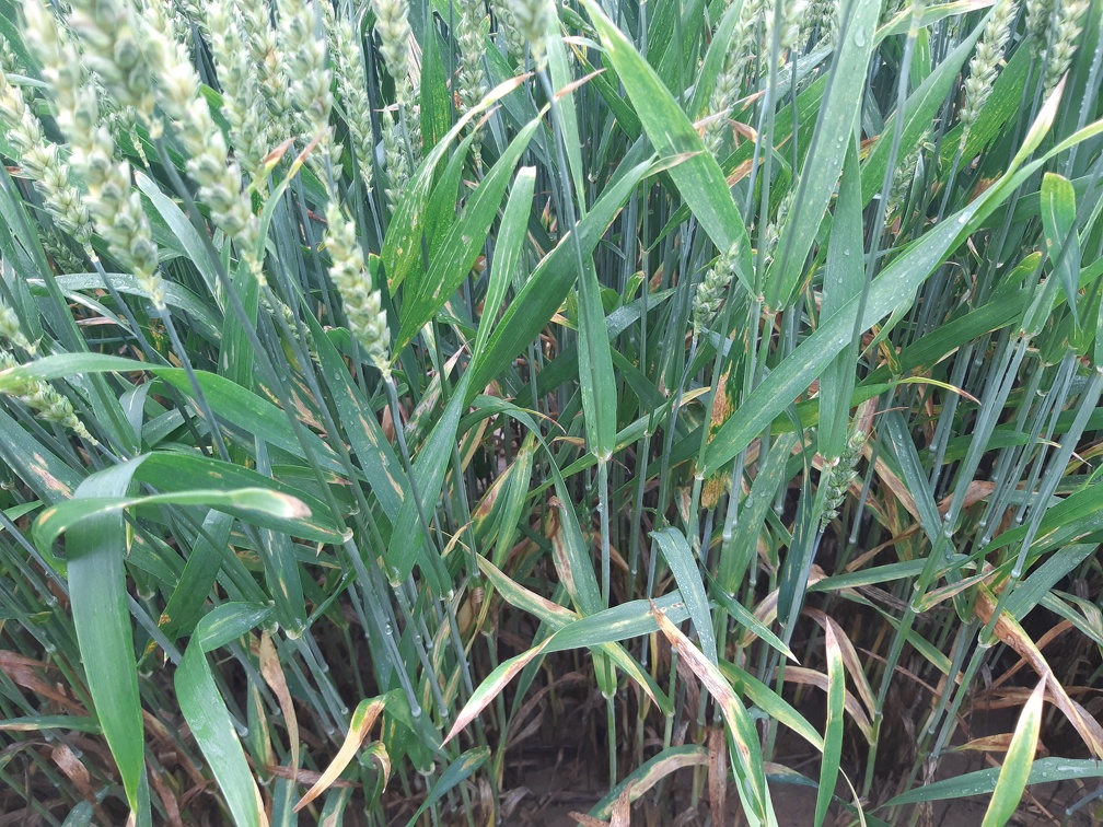 blé tendre - Crédit photo   #FrAgTw