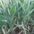 blé tendre - Crédit photo   #FrAgTw