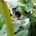 Bourdon (Bombus terrestris) sur fleur de féverole, pollinisateur, biodiversité - Crédit photo   Flora CB