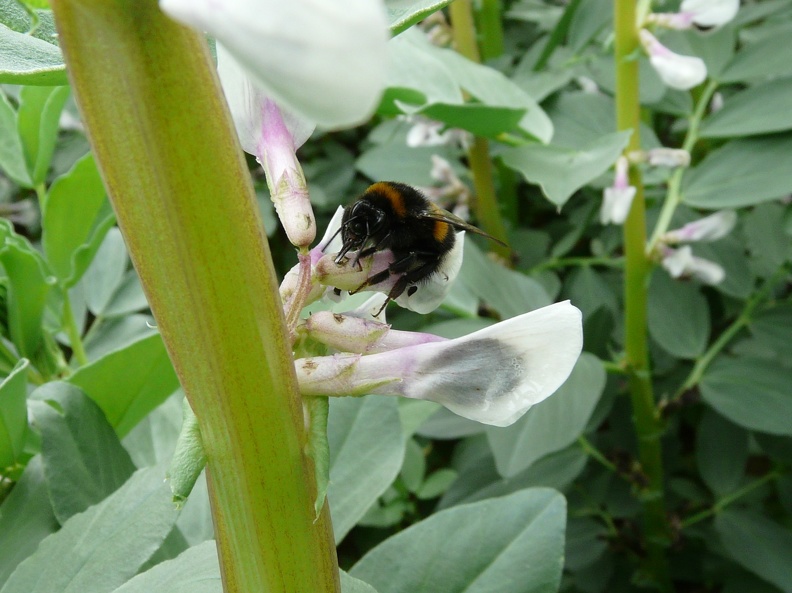 Bourdon (Bombus terrestris) sur fleur de féverole, pollinisateur, biodiversité - Crédit photo   Flora CB