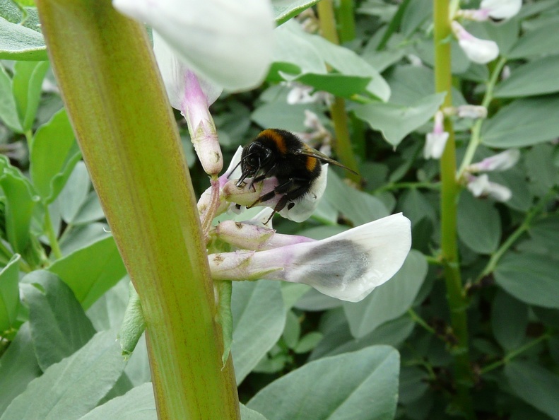Bourdon (Bombus terrestris) sur fleur de féverole, pollinisateur, biodiversité - Crédit photo _ Flora CB.JPG