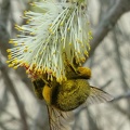 Bourdon, saule, pollinisateur sauvage, pollen - Crédit photo  T. Mollet