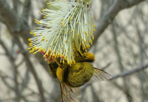 Bourdon, saule, pollinisateur sauvage, pollen - Crédit photo  T. Mollet