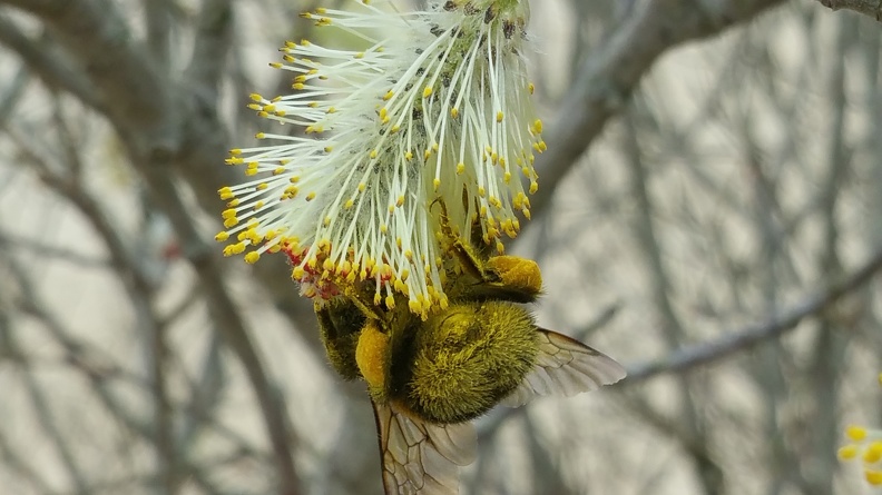 Bourdon, saule, pollinisateur sauvage, pollen - Crédit photo_ T. Mollet.jpg