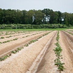 Buttes de pommes de terre, Champ, Levée, Plantation - Crédit photo   Nadège PETIT @agri zoom