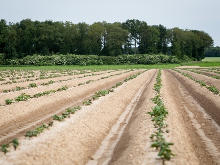Buttes de pommes de terre, Champ, Levée, Plantation - Crédit photo   Nadège PETIT @agri zoom