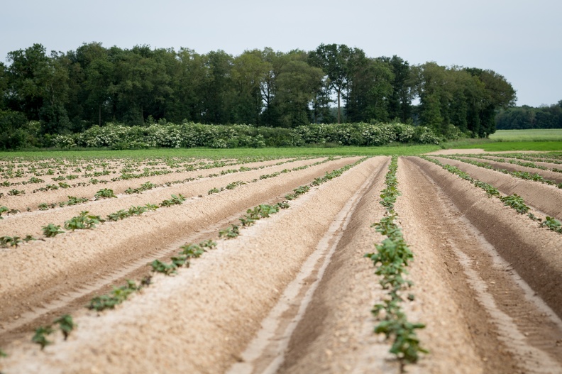Buttes de pommes de terre, Champ, Levée, Plantation - Crédit photo _ Nadège PETIT @agri_zoom.jpg