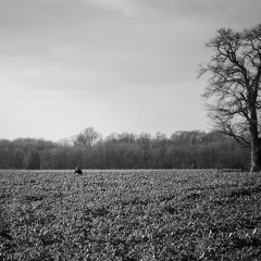 Campagne, Chêne, Colza, NB, Noir et blanc, Paysage - Crédit photo   Nadège PETIT @agri zoom