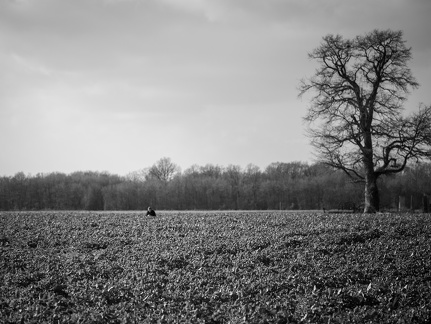 Campagne, Chêne, Colza, NB, Noir et blanc, Paysage - Crédit photo   Nadège PETIT @agri zoom