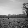 Campagne, Chêne, Colza, NB, Noir et blanc, Paysage - Crédit photo _ Nadège PETIT @agri_zoom.jpg