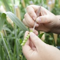 Castration blé tendre en serre, recherche, sélection, innovation, céréales - Crédit photo  @GroupeFDesprez