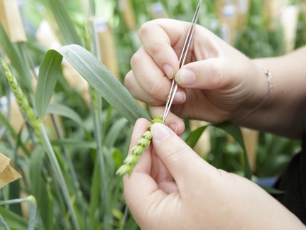 Castration blé tendre en serre, recherche, sélection, innovation, céréales - Crédit photo  @GroupeFDesprez