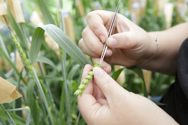 Castration blé tendre en serre, recherche, sélection, innovation, céréales - Crédit photo_ @GroupeFDesprez.jpg